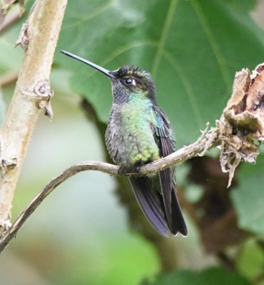 Male Magnificent Hummingbird