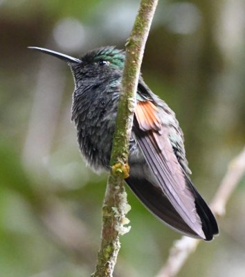 Male Stripe-tailed Hummingbird