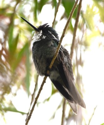 Male White-throated Mountain-Gem