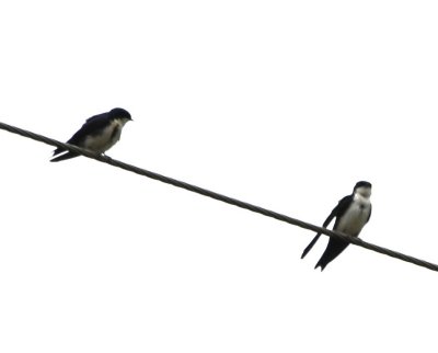 Blue and White Swallows on the wire above the dining room at Savegre Lodge, CR, before lunch