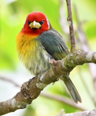Red-headed Barbet giving me a fierce stare