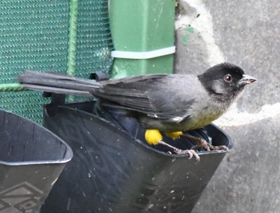 Yellow-thighed Finch along the wall behind the dining room at Savegre Lodge