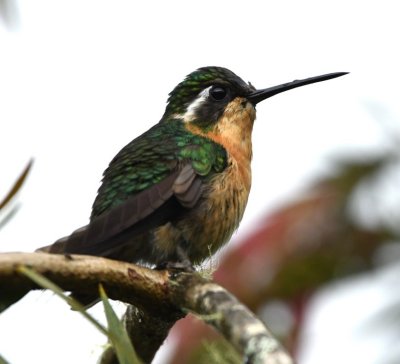 Female White-throated Mountain-Gem