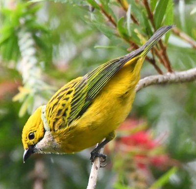 Silver-throated Tanager