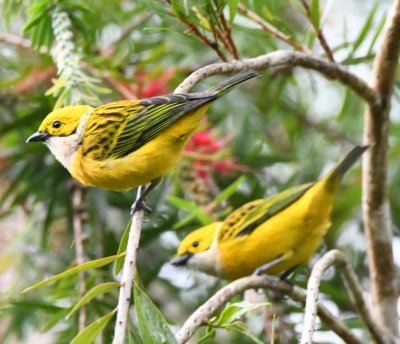 Silver-throated Tanagers