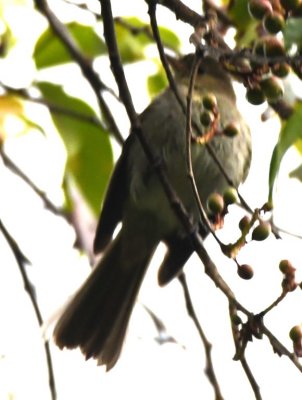 Mountain Elaenia