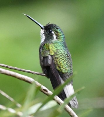 Male White-throated Mountain-Gem