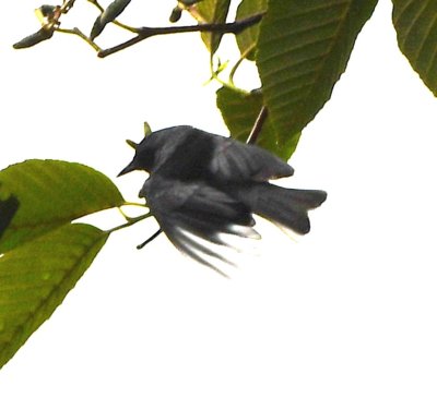 Back view of Flame-throated Warbler