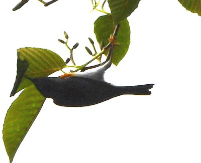 Flame-throated Warbler