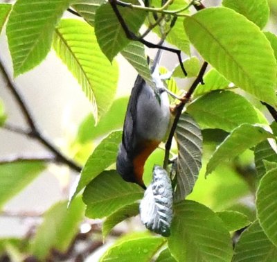 Flame-throated Warbler