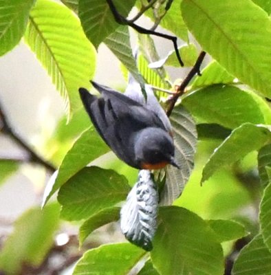Flame-throated Warbler