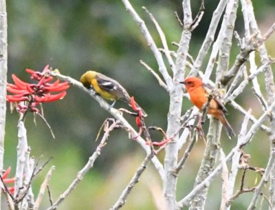 Female and Male Flame-colored Tanagers