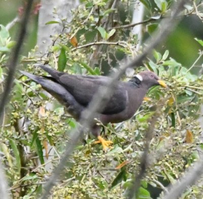 Band-tailed Pigeon