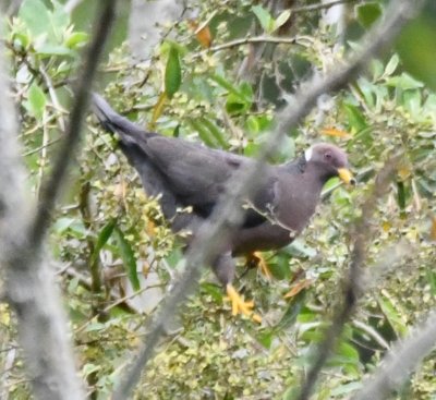 Band-tailed Pigeon