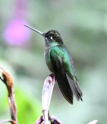 Magnificent Hummingbird