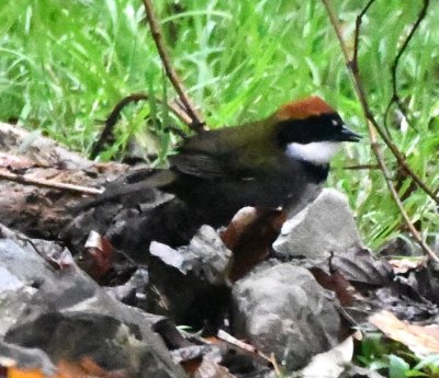 Chestnut-capped Brush-Finch