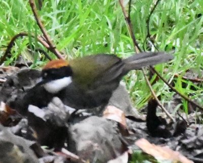 Chestnut-capped Brush-Finch
It was overcast, under the canopy of the trees and the photos didn't get any sharper.
