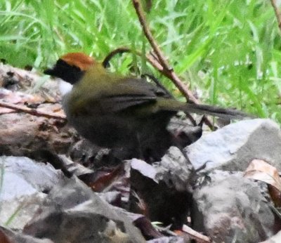 Chestnut-capped Brush-Finch
But I kept taking them anyway.