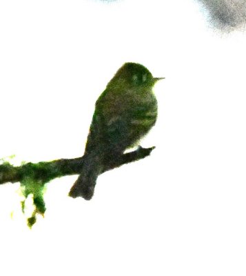 Badly blown-out photo of the Yellowish Flycatcher seen near the end of our walk