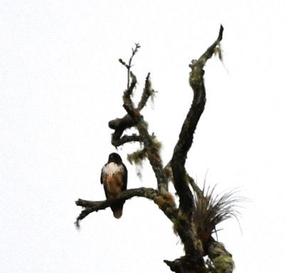 Back at the lodge, Erick pointed out this Red-tailed Hawk on a distant bare branch up the mountain.