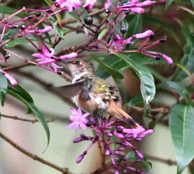 After the group broke up, I walked around the lodge grounds briefly and found this female White-throated Mountain-Gem at some pink flowers.