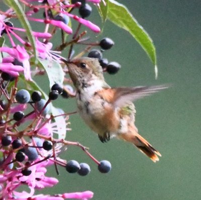 Female White-throated Mountain-Gem