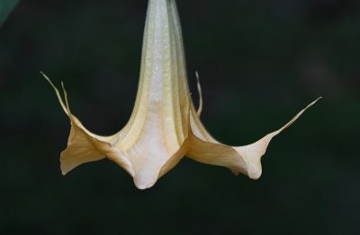 Whitish flower