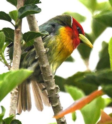 Male Red-headed Barbet