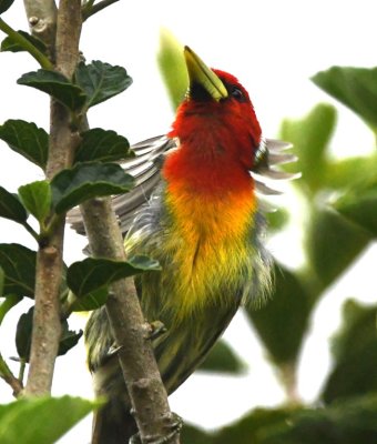 Male Red-headed Barbet spreading its neck feathers