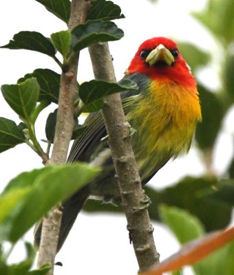 Male Red-headed Barbet