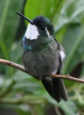 Male White-throated Mountain-Gem