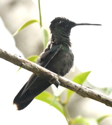 Magnificent Hummingbird male
