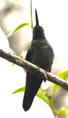 Magnificent Hummingbird