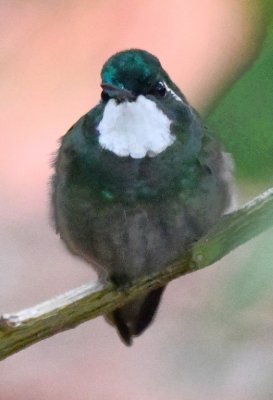 Male White-throated Mountain-Gem