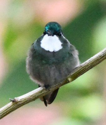 Male White-throated Mountain-Gem