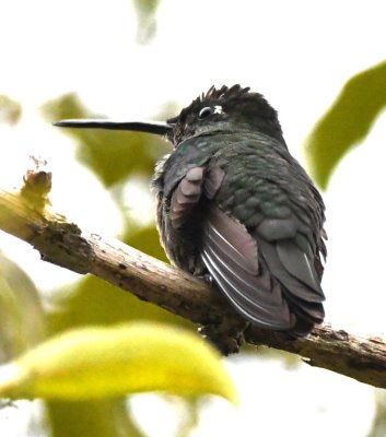 Magnificent Hummngbird