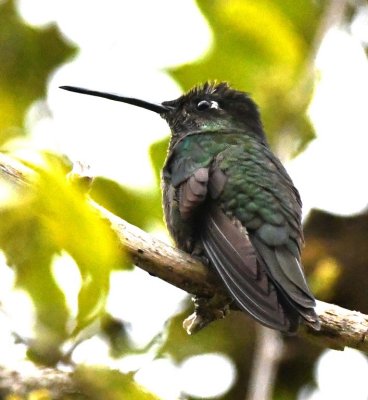 Magnificent Hummingbird