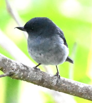Slaty Flowerpiercer