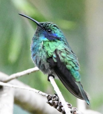 Lesser Violetear