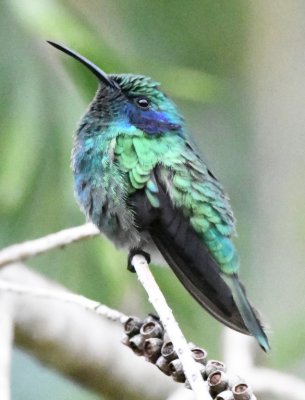 Lesser Violetear