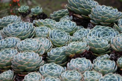 Sedum