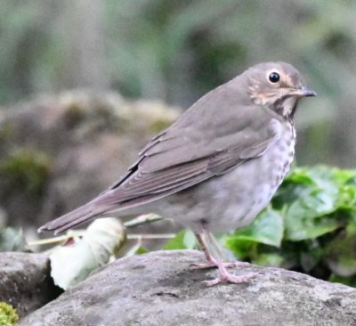 Swainson's Thrush