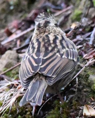 Back view of Rufous-throated Sparrow