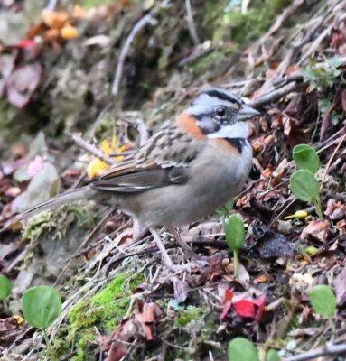 Rufous-throated Sparrow on colorful low-growing vegetation