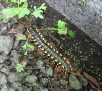 Yellow and black centipede with orange legs