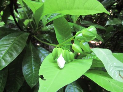 Cafecillo plant