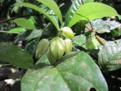 Cafecillo plant
