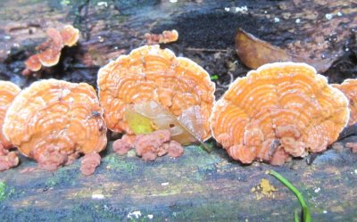 Close-up of fungi