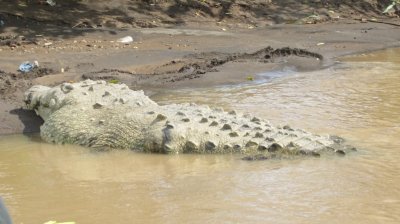 That big crocodile at the edge of the Trcoles River, Costa Rica