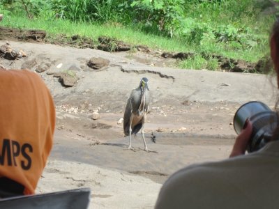 Bare-throated Tiger-Heron